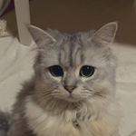 ふくれっつらでも可愛い＝ミヌくんさん（@minukunlove）提供