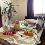 ベッドの上で集う猫たちと散らかるおもちゃの写真がTwitter上で話題を集めた（ネコランドさん提供）