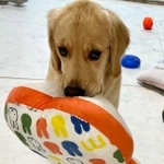 上目遣いで「心配なの・・・大丈夫？」と語りかける＝ぷぅちゃんねる♡ゴールデンレトリバーさん（@pu_channeldesu）提供