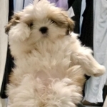 片方のお手てをあげて「招き犬」ポーズを決める白い子犬がTwitter上で話題を集めた（提供写真）