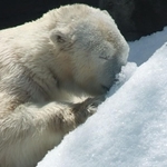 降雪機直りました！「新雪」はやはり気持ち良い？鼻先を雪に突っ込み何か探している風のホッキョクグマ、ミユキ