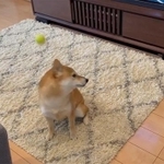 完全にスルー！いきなりボール遊び終了！（動画よりキャプチャ、画像提供／柴犬おとちゃん 2歳さん）