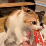 ちゅ～るを袋ごとかみつくイカ耳の子猫がTwitter上で話題を呼んだ（「ぽてこゆこめ+うな」さん提供、Twitterよりキャプチャ撮影）