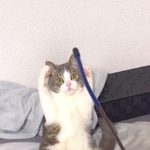 「（飼い主さんと棒で遊んでいたのに）何が起こったのかわからないニャ…」（動画よりキャプチャ、画像提供／ﾈｺﾁｬﾝがいる!!!さん）