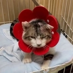 頭蓋骨を割られ瀕死の状態から奇跡的に回復した保護猫。フミフミする動画がTwitter上で話題になった（ジオラマ食堂さん提供、Twitterよりキャプチャ撮影）