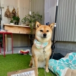 「淡路　夢ホルモン」の看板犬・ハラミちゃん。2019年1月1日生まれの女の子です