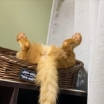 しっぽだら～んお股おっぴろげの茶トラ猫の写真がTwitter上で話題になった（提供写真）