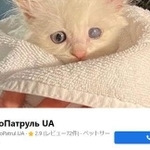 「動物パトロール」Facebookページ（https://www.facebook.com/ZooPatrul.UA）