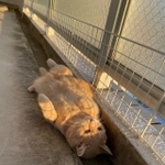 へそ天寝で溝にハマる猫ちゃんの写真がTwitter上で大きな話題を呼んだ（提供写真）