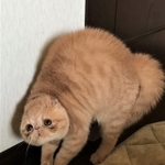 背中を丸めながら毛を逆立て威嚇のポーズをする猫ちゃんがTwitter上で話題になった（提供写真）