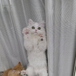網戸に張り付くエマちゃん（左）とノーマンくん（右）