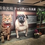 岩合光昭さんの人気作を集めたチャリティー写真展＝阪急うめだギャラリー