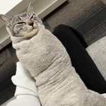 タオルを巻かれてこけしのようになった子猫がTwitter上で話題を集めた（「ととまるとはんみ」さん提供）
