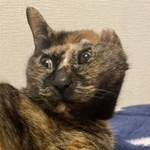 サビ猫のモグちゃん