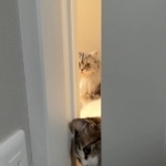ドアの隙間から顔をのぞかせる猫ちゃんたちがTwitter上で話題を集めた（提供写真）