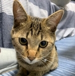 めるちゃんはボール遊びをする時、ケージの下へシュートするのが大好きです