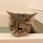 湯船につかりながらしょんぼりする猫ちゃんの写真がTwitter上で話題になった（提供写真）