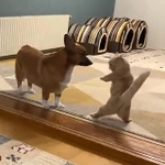 さっ、と身を起こす猫さん、体幹強い！（動画よりキャプチャ、画像提供／ちい むう ととろ さん）