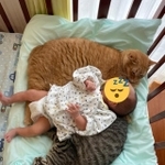 2匹の猫ちゃんに挟まれて眠る赤ちゃんがTwitter上で話題になった（提供写真）