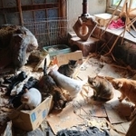 奥に見える壊れたキャットタワーが、かつて大切にされていたことを物語ります（城下町にゃんこの会和歌山、提供）