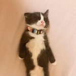 新しいおうちにやって来たその日にヘソ天寝をする子猫が話題を集めた（提供写真）