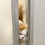 飼い主さんとお風呂に一緒に入りたくて、必死にドアを顔でこじ開ける猫が話題になった（提供写真）