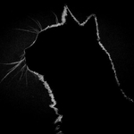 もしもエスカレーターの片側に猫がいたら…（hikolaj2/adobe.stock.com）