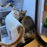 冷蔵庫の扉を開けたら飛んできてチューをする猫ちゃんたちの写真がTwitter上で話題を集めた（提供写真）