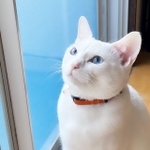 今日のお天気はどうかな？窓を開けてもらうのを待つみりみりちゃん