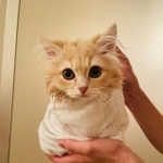お風呂上がりにタオルを巻かれておくるみ状態になった子猫が話題を集めた（提供写真）