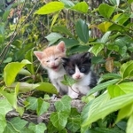 人間がさわってしまったことで親に育児放棄されてしまった子猫たち（ジヨンとソランさん提供）