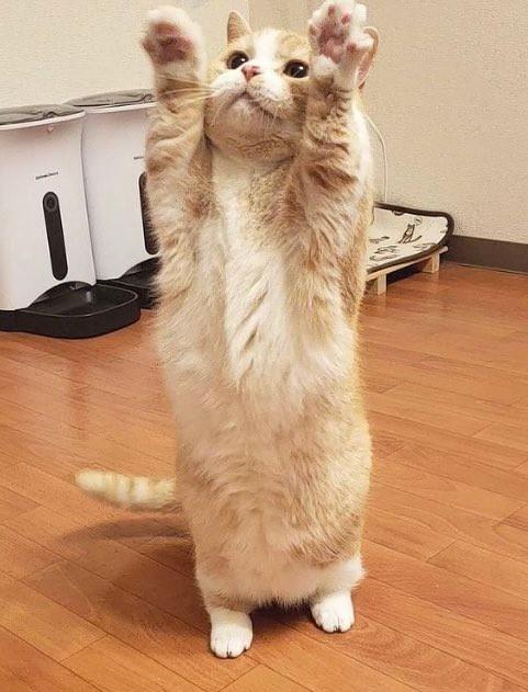 猫さんの短いお手てで ばんざーい ポーズが話題 なぜ こんな姿に 可愛すぎます 神戸新聞next 連載 特集 話題