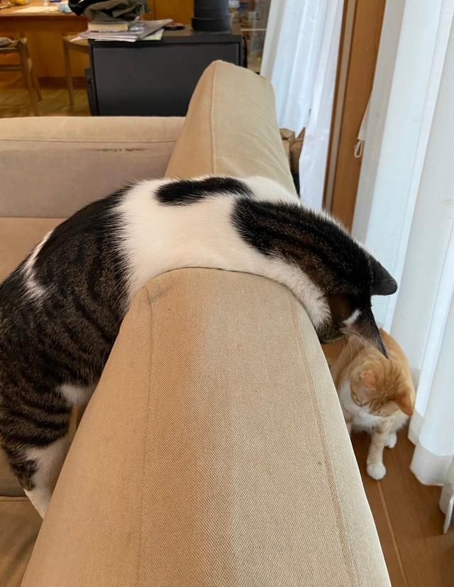 猫は液体 まだスライム状態 とろける猫さんが話題 ソファーや床で猫あるあるが見られる気候に 神戸新聞next 連載 特集 話題