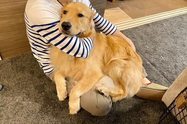 ボクは小型犬 自分のサイズが分かっていない犬さんが話題 いつまでも膝に乗ってほしい 神戸新聞next 連載 特集 話題