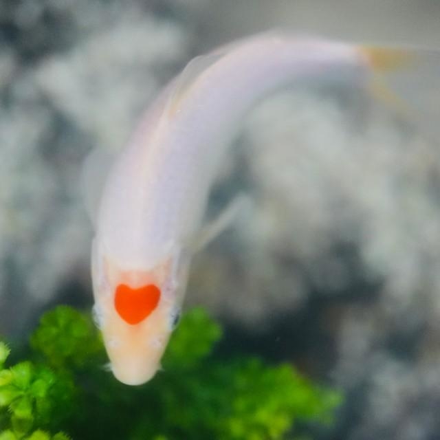 こころ（心）ちゃん。額に可愛いハートマークがある