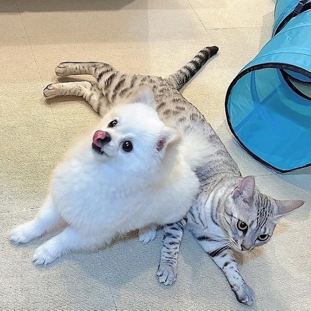 リアル猫と犬 リアル猫と犬