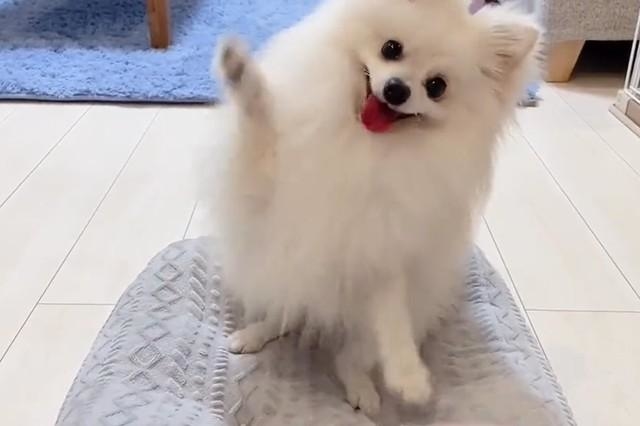 お手の練習 のはずが ジタバタ連打 テンション高い犬に万人爆笑 可愛さ荒ぶりすぎ 死ぬ前にもう一度見たい 神戸新聞next 連載 特集 話題