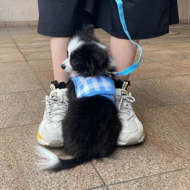 子犬さん、お散歩デビューするも、飼い主さんの足もとから動けません…！！（画像提供／あるとさん）