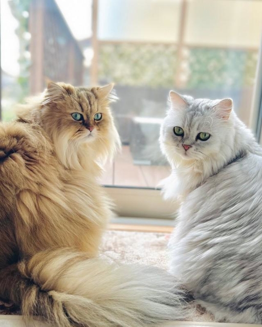 8匹の猫「八福猫」と暮らしていたら、庭に野良猫やタヌキ、アライグマ