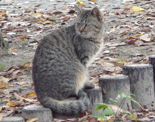 仲川奈良市長が就任した2009年当時、奈良市は犬猫の殺処分が多かった
