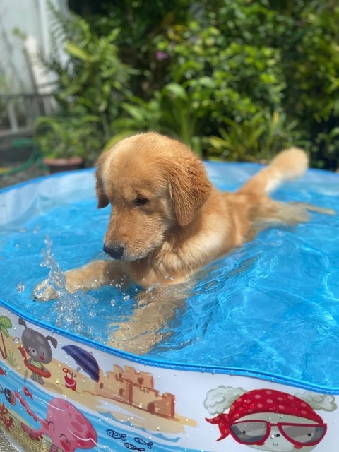 何なの、これ？＝ごーるでんのロイくんさん（@golden0909roy）提供