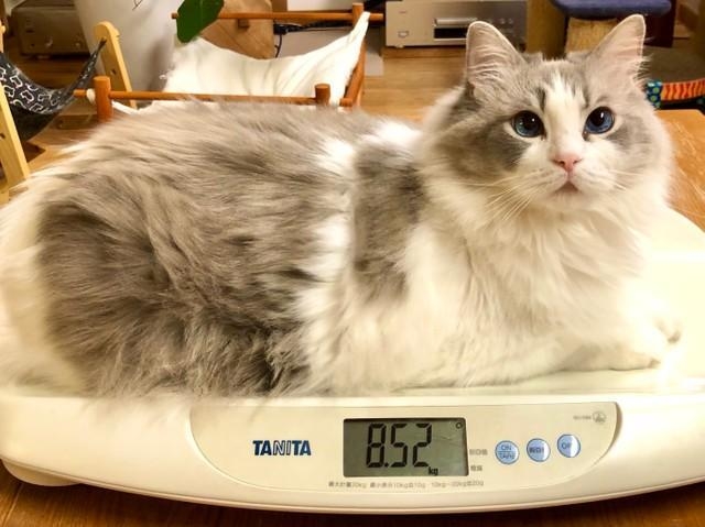 夏はモフ、冬はモフモフ！長毛種の猫の比較画像にネットがびっくり「夏