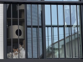 仕事に出掛ける飼い主を見送る猫たちの写真が話題を集めた（提供写真）