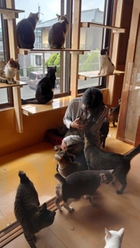4月から活動をスタートさせた保護猫シェルター内（山下さん提供）