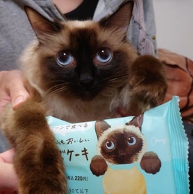 お菓子のパッケージに描かれたイラストの猫とそっくりな猫ちゃんがTwitter上で話題になった（提供写真）