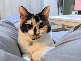 ナナちゃんはセブンイレブンで野良猫生活を送っていたので、「ナナ」と保護主さんに名づけられました