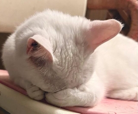眠いよ～、でも、待ってなきゃ＝ジョーは犬&猫と添い遂げる家のリフォームをする！！さん（@6464prpr）提供
