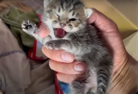 子猫