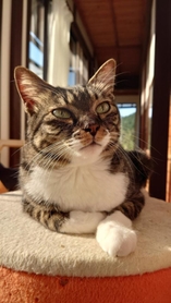 子猫の頃、先住猫の豆虎ちゃんに攻撃されたが、今では立場が逆転
