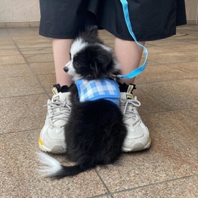 子犬さん、お散歩デビューするも、飼い主さんの足もとから動けません…！！（画像提供／あるとさん）